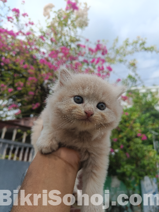 Persian cat